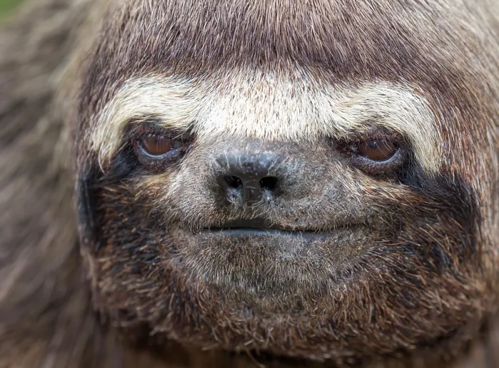 Framed Print : Brown-throated Three-toed Sloth Framed Print : Brown-throated Three-toed Sloth