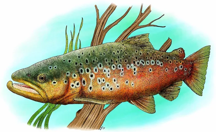 Framed Print : Brown trout