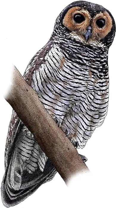 Framed Print : Brown wood owl Framed Print : Brown wood owl