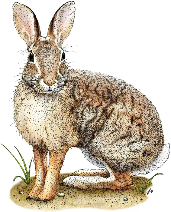 Framed Print : Brush Rabbit Framed Print : Brush Rabbit