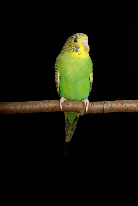 Framed Print : Budgerigar (Melopsittacus undulatus) portrait Framed Print : Budgerigar (Melopsittacus undulatus) portrait