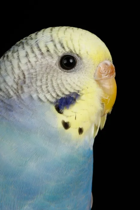 Framed Print : Budgerigar (Melopsittacus undulatus) portrait Framed Print : Budgerigar (Melopsittacus undulatus) portrait