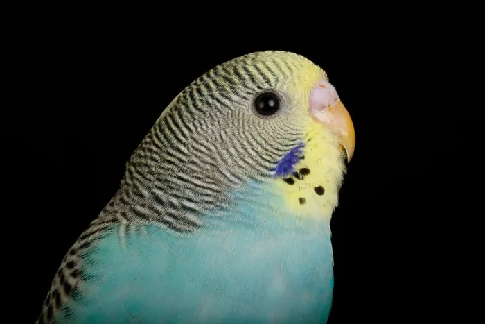 Framed Print : Budgerigar (Melopsittacus undulatus) portrait Framed Print : Budgerigar (Melopsittacus undulatus) portrait