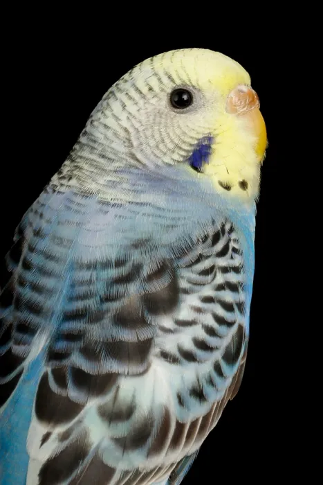 Framed Print : Budgerigar (Melopsittacus undulatus) portrait