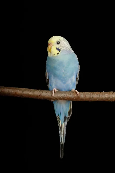 Framed Print : Budgerigar (Melopsittacus undulatus) portrait Framed Print : Budgerigar (Melopsittacus undulatus) portrait