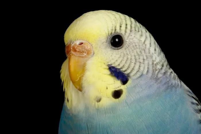 Framed Print : Budgerigar (Melopsittacus undulatus) portrait Framed Print : Budgerigar (Melopsittacus undulatus) portrait