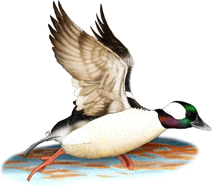Framed Print : Bufflehead Drake Framed Print : Bufflehead Drake