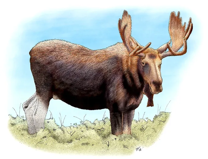 Framed Print : Bull Moose Framed Print : Bull Moose