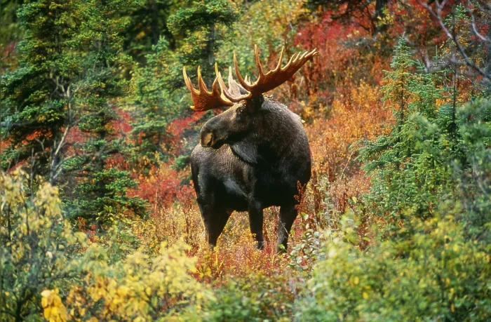 Framed Print : Moose. Bull moose (Alces alces); Denali National Park, Alaska, USA Framed Print : Moose. Bull moose (Alces alces); Denali National Park, Alaska, USA
