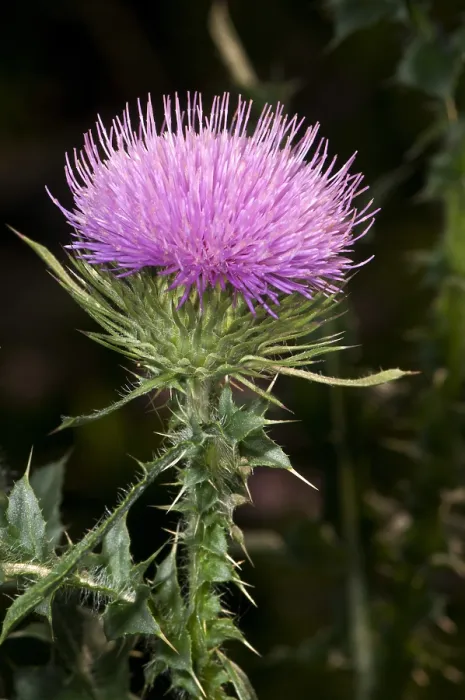 Framed Print : Bull Thistle Flower Framed Print : Bull Thistle Flower