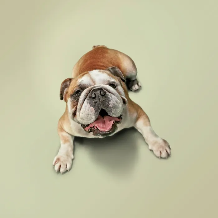 Framed Print : Bulldog Framed Print : Bulldog