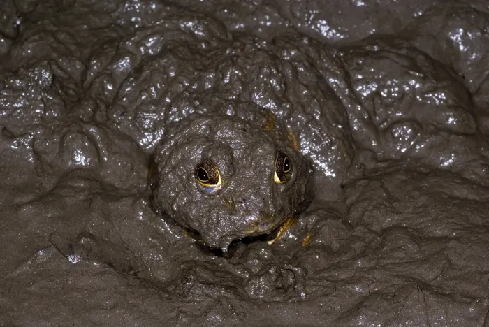 Framed Print : Bullfrogs (Rana catesbeiana) often spend the cooler winter months in the mud Framed Print : Bullfrogs (Rana catesbeiana) often spend the cooler winter months in the mud