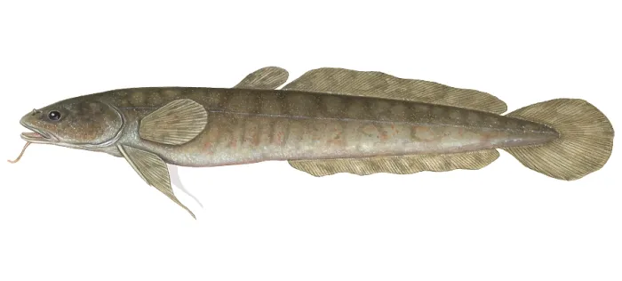 Framed Print : Burbot. Illustration of a burbot (Lota lota) Framed Print : Burbot. Illustration of a burbot (Lota lota)