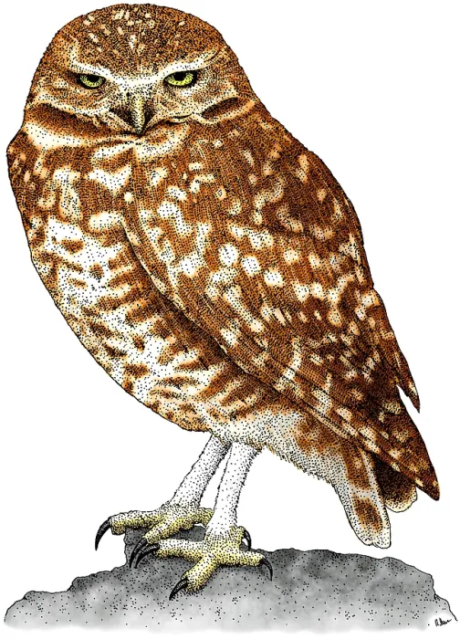 Framed Print : Burrowing Owl Framed Print : Burrowing Owl
