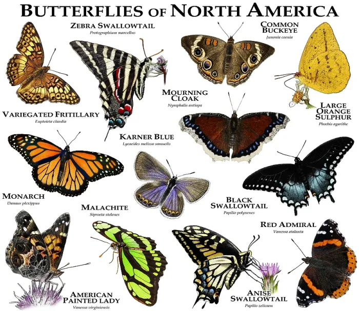 Framed Print : Butterflies of North America