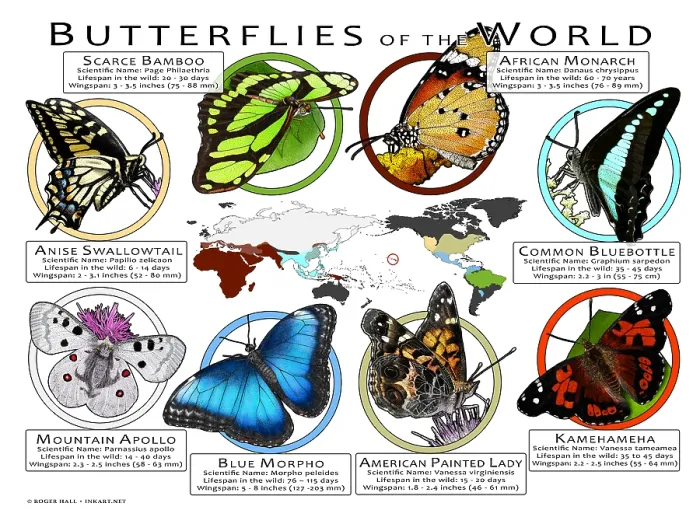 Framed Print : Butterflies of the World Framed Print : Butterflies of the World