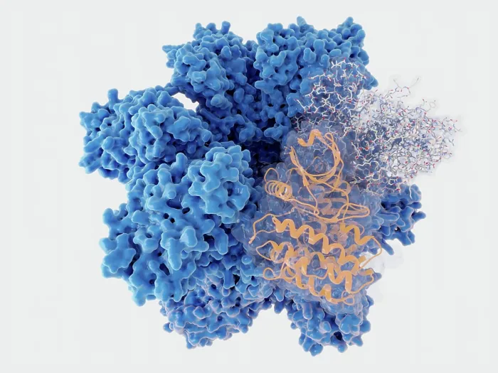 Framed Print : Ca2+ / calmodulin-dependent protein kinase II holoenzyme