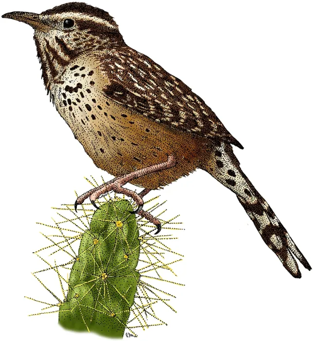 Framed Print : Cactus Wren Framed Print : Cactus Wren