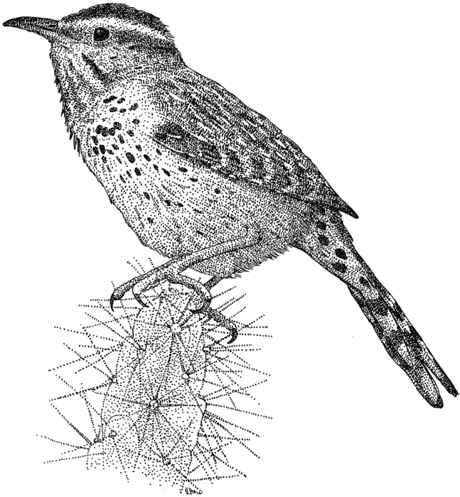 Framed Print : Cactus Wren Framed Print : Cactus Wren