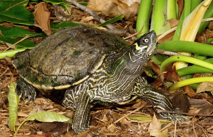 Framed Print : Cagle's Map Turtle (Graptemys caglei )