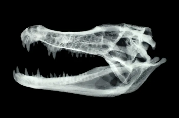 Framed Print : Caiman Skull X-ray Framed Print : Caiman Skull X-ray