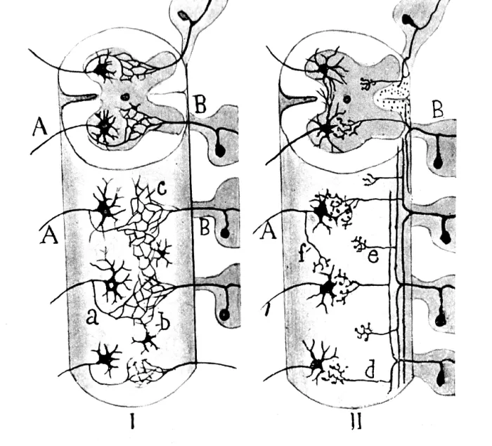Framed Print : Cajal, Neuroglia Cells, 1923