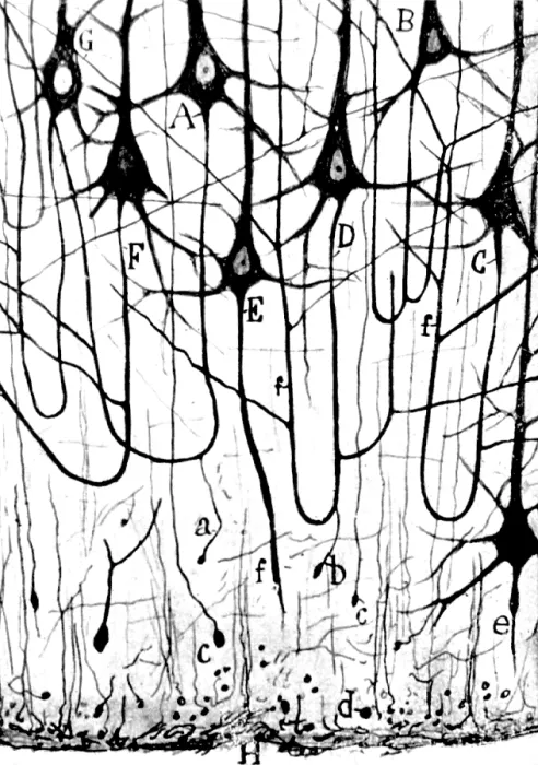 Framed Print : Cajal, Pyramidal Cells, 1923