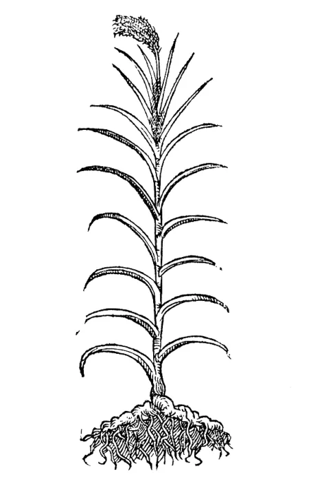 Framed Print : Calamus, Alchemy Plant
