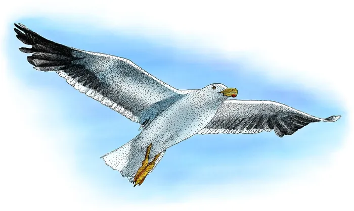 Framed Print : California Gull Framed Print : California Gull