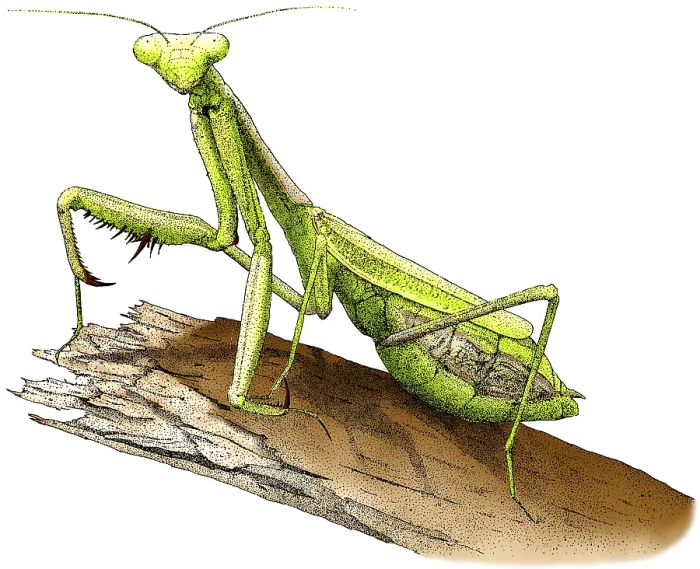 Framed Print : California Praying Mantis Framed Print : California Praying Mantis