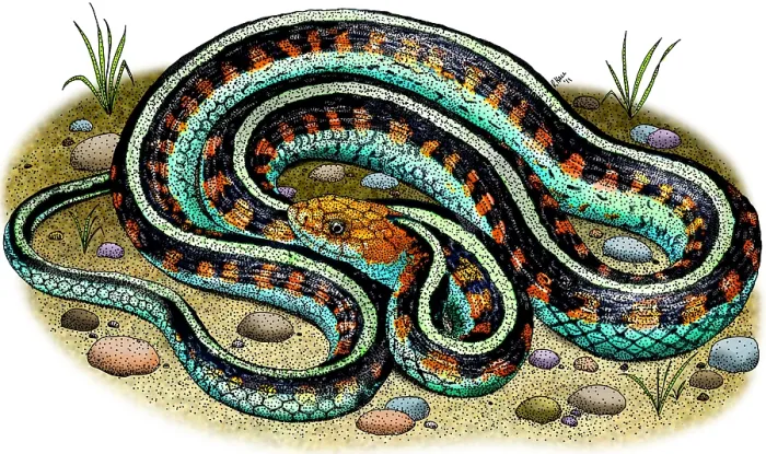 Framed Print : California Red-Sided Garter Snake Framed Print : California Red-Sided Garter Snake
