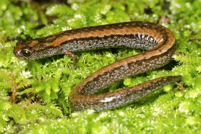 Framed Print : California slender salamander, Batrachoseps attenuatus Framed Print : California slender salamander, Batrachoseps attenuatus