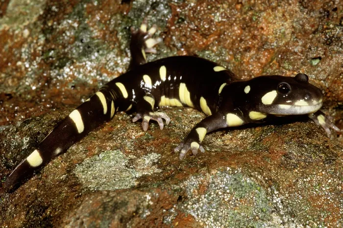 Framed Print : California Tiger Salamander Framed Print : California Tiger Salamander