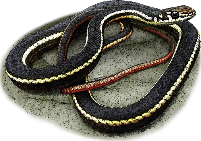 Framed Print : California Whipsnake, Illustration Framed Print : California Whipsnake, Illustration