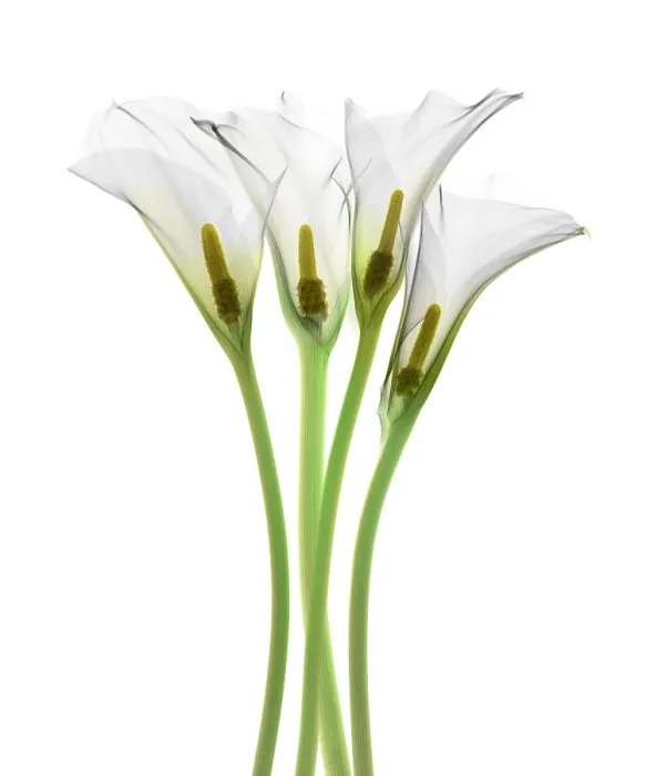 Framed Print : Calla Lily, X-ray