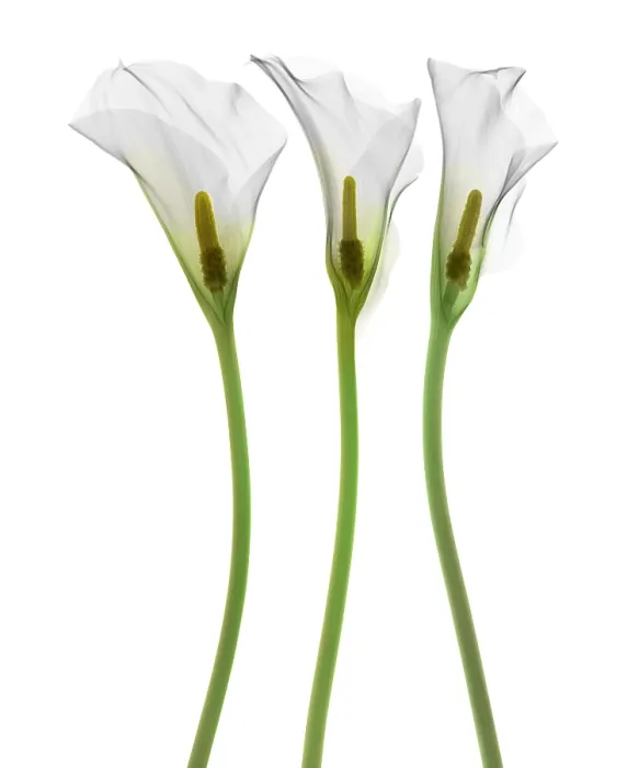 Framed Print : Calla Lily, X-ray Framed Print : Calla Lily, X-ray