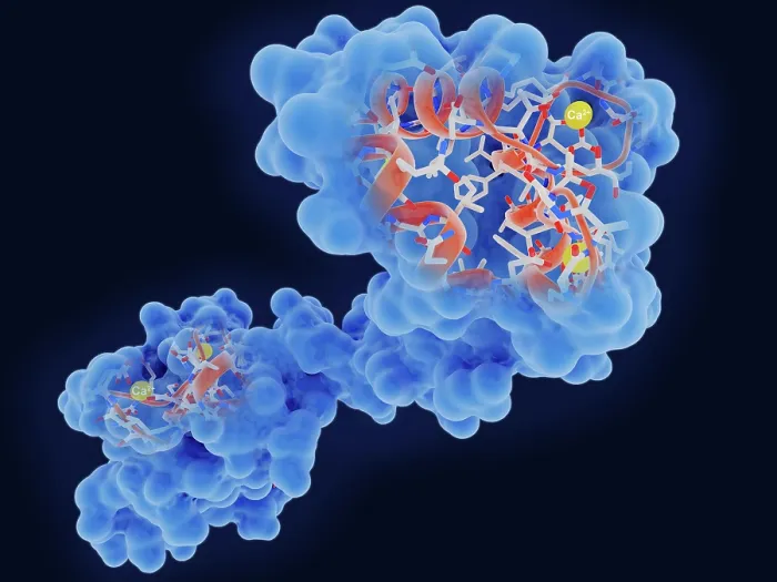 Framed Print : Calmodulin, a crucial messenger protein