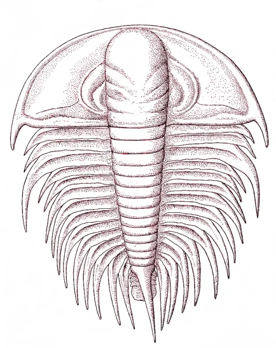 Framed Print : Cambrian Arthropod Framed Print : Cambrian Arthropod