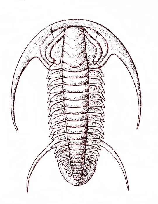 Framed Print : Cambrian Arthropod Framed Print : Cambrian Arthropod