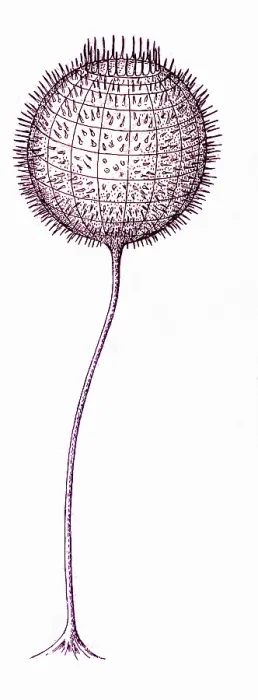Framed Print : Cambrian Fauna Framed Print : Cambrian Fauna