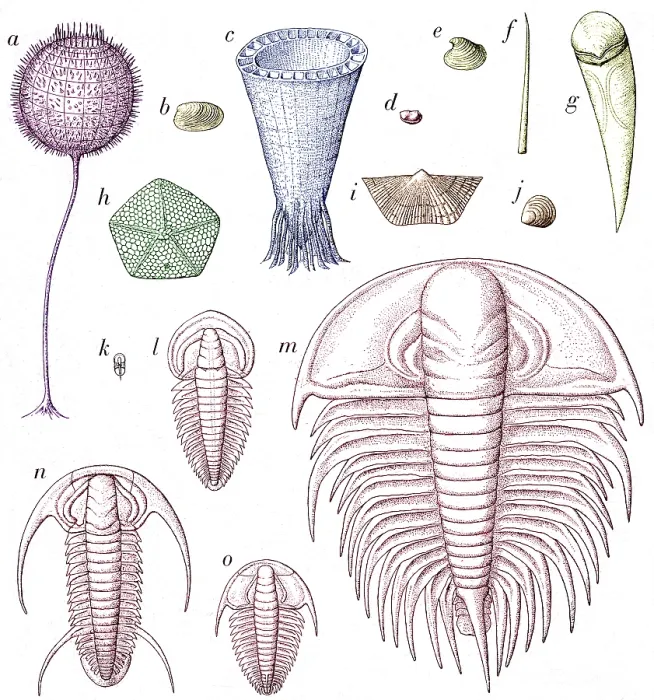 Framed Print : Cambrian Fauna Framed Print : Cambrian Fauna