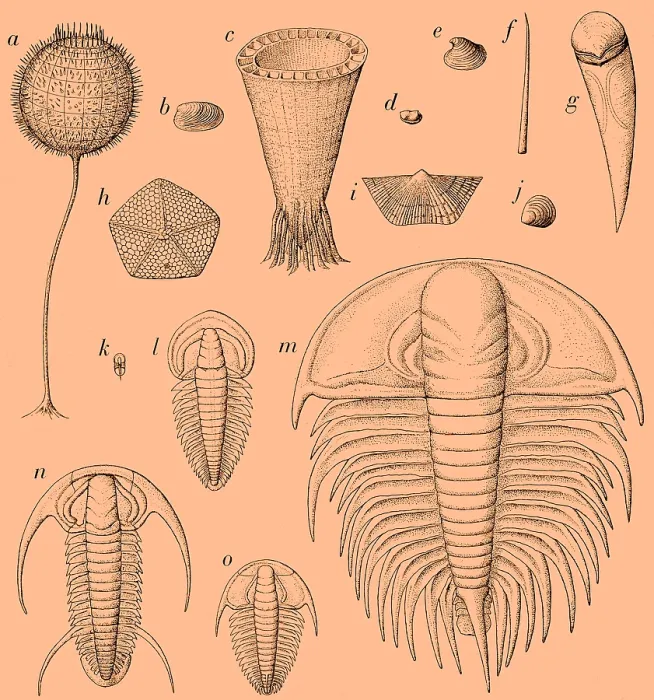 Framed Print : Cambrian Fauna