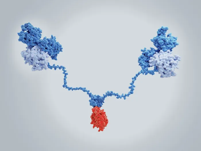 Framed Print : The cAMP-dependent protein kinase A in complex with the AKAP anchoring protein Framed Print : The cAMP-dependent protein kinase A in complex with the AKAP anchoring protein
