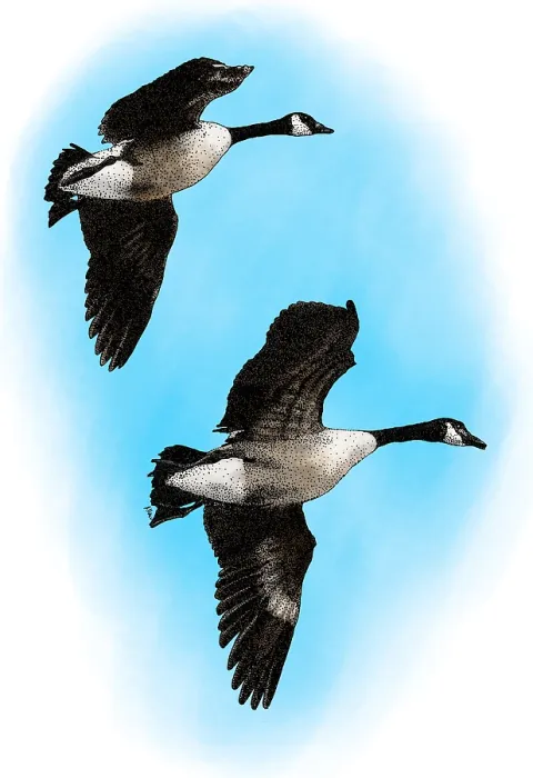 Framed Print : Canada Geese Framed Print : Canada Geese