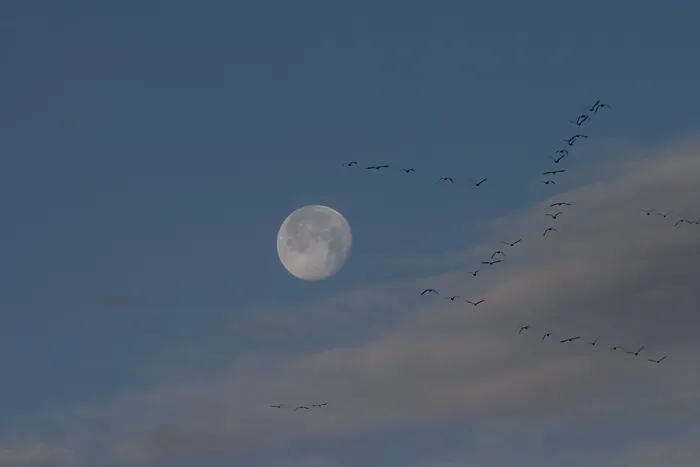 Framed Print : Canada Geese at moon set Framed Print : Canada Geese at moon set