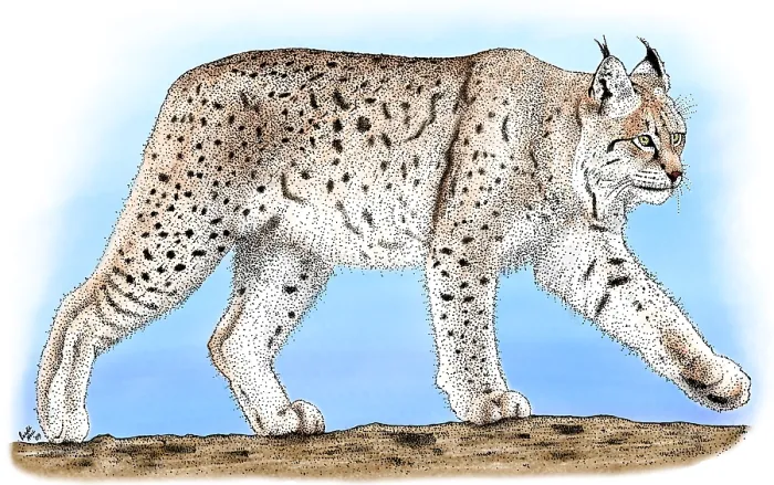 Framed Print : Canadian Lynx