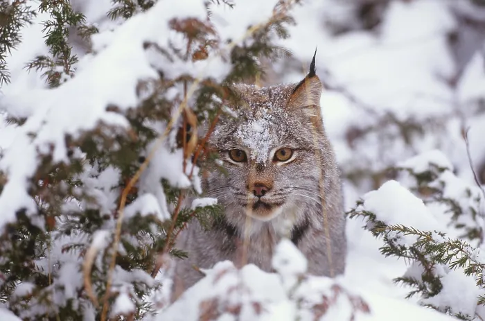 Framed Print : Canadian lynx