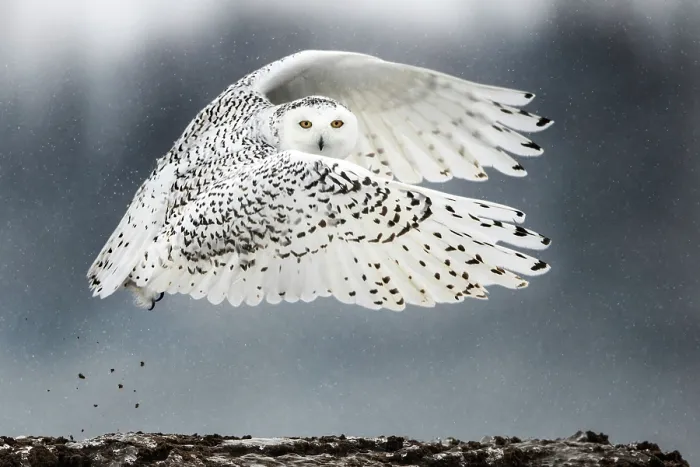 Framed Print : Canadian Snowy Owl (Bubo scandiacus) Framed Print : Canadian Snowy Owl (Bubo scandiacus)