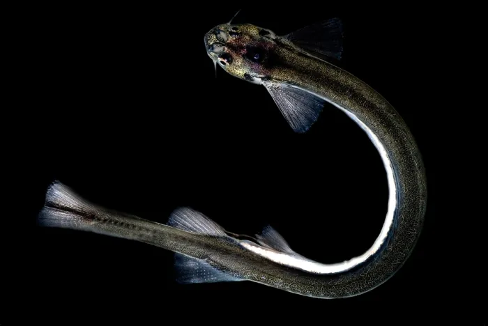 Framed Print : Candiru Catfish Framed Print : Candiru Catfish