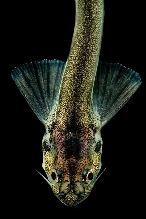 Framed Print : Candiru Catfish Framed Print : Candiru Catfish